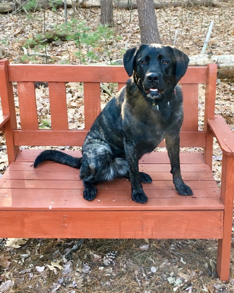 Ula, a Labrador Retriever and Saint Bernard mix tested with EmbarkVet.com