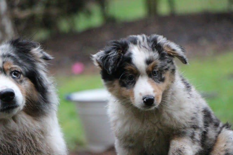 Sweet Heart Last Chance of Happiness, an Australian Shepherd tested with EmbarkVet.com