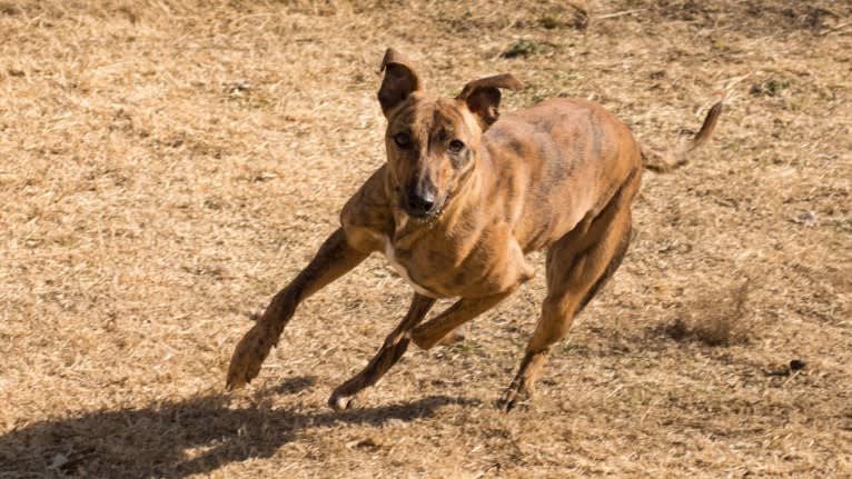 TJ, a Whippet and Border Collie mix tested with EmbarkVet.com