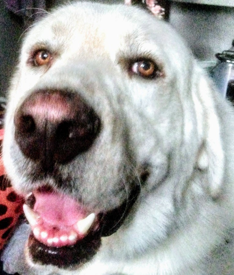 Aladdin, a Great Pyrenees tested with EmbarkVet.com