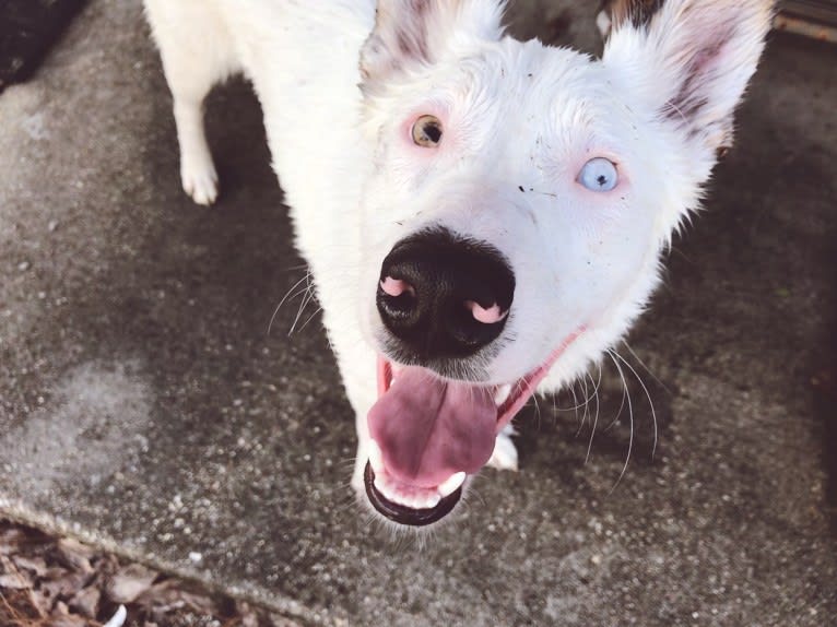 Finn, an Australian Cattle Dog and Australian Shepherd mix tested with EmbarkVet.com