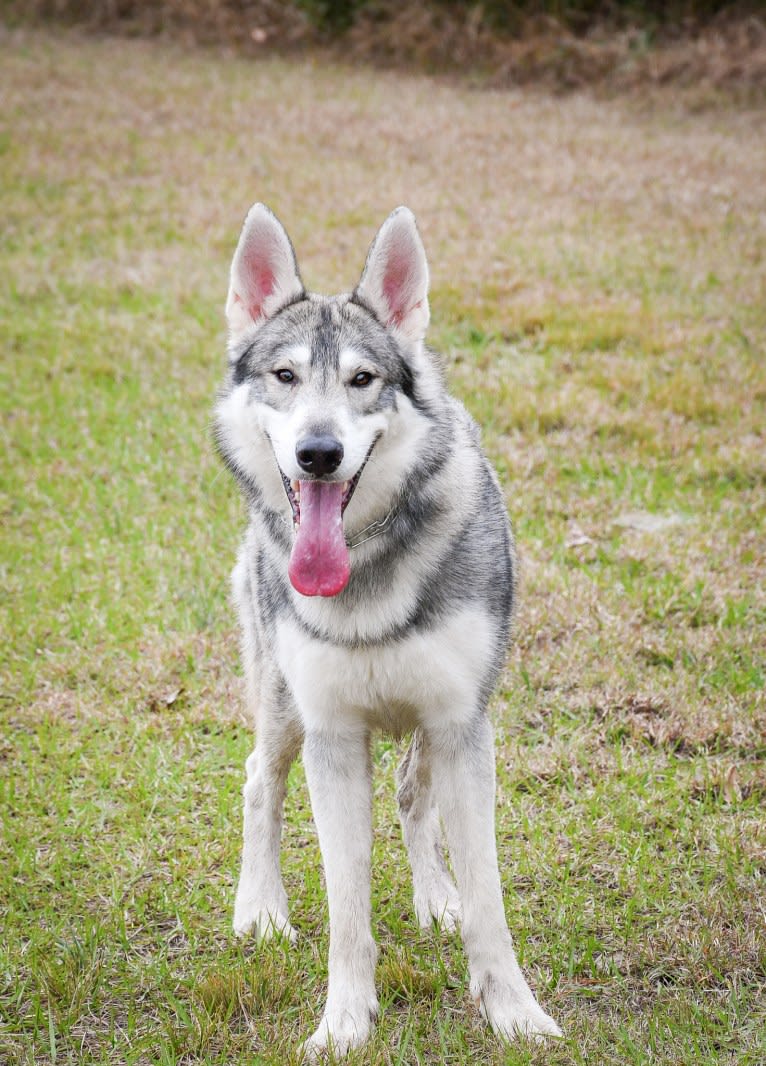 Adonis, a German Shepherd Dog and Siberian Husky mix tested with EmbarkVet.com