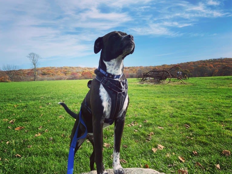 Tommy, a Boxer and American Pit Bull Terrier mix tested with EmbarkVet.com