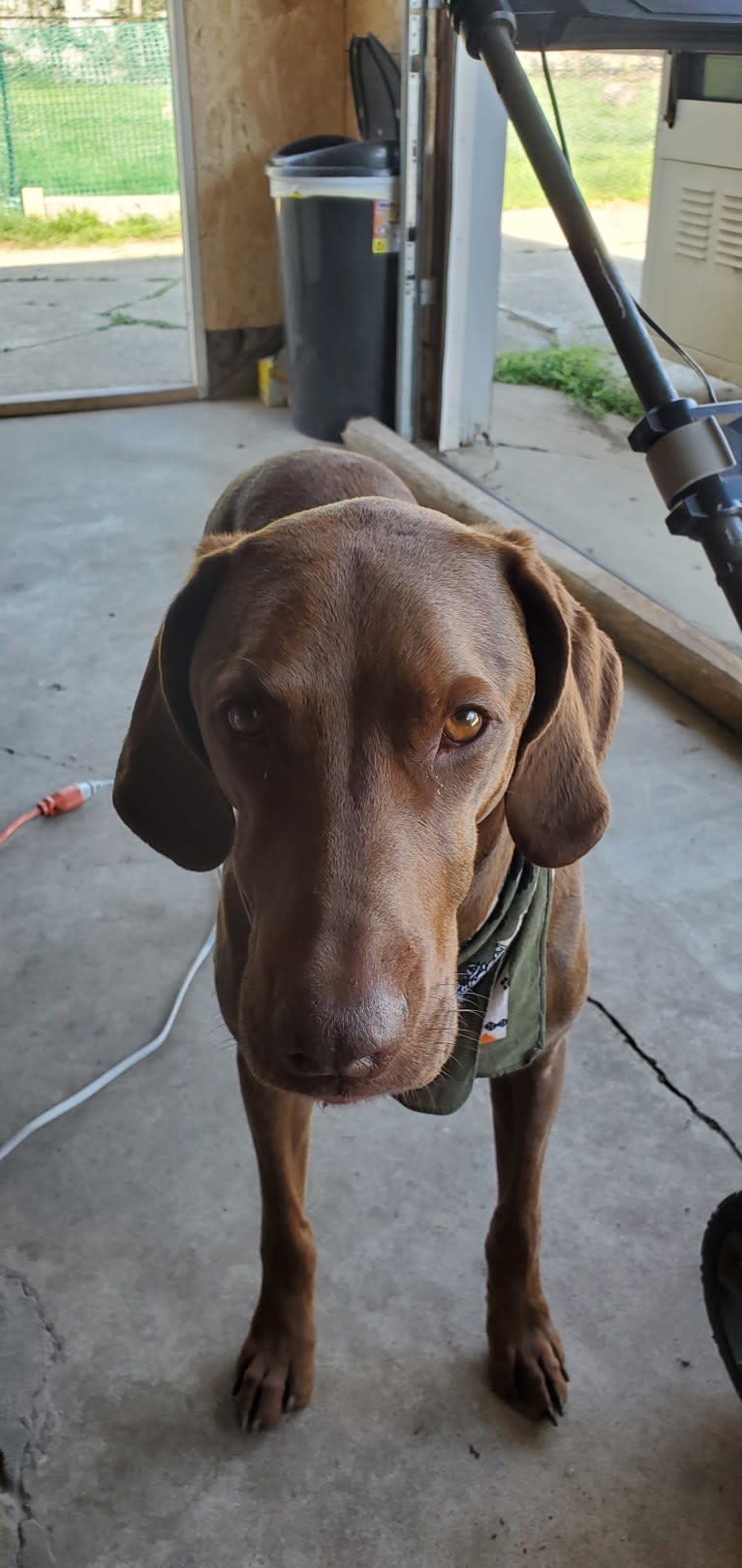 Dakota, a Chesapeake Bay Retriever and German Shorthaired Pointer mix tested with EmbarkVet.com