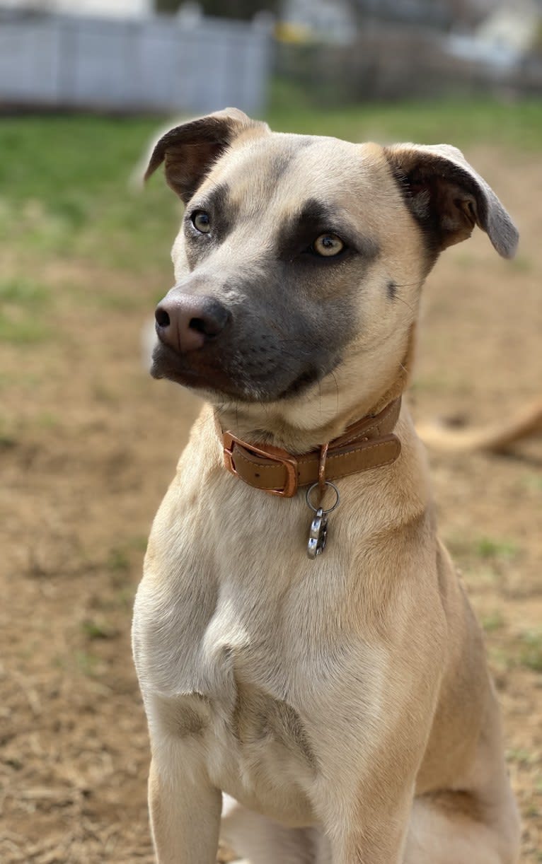 Luna, a Chihuahua and American Pit Bull Terrier mix tested with EmbarkVet.com