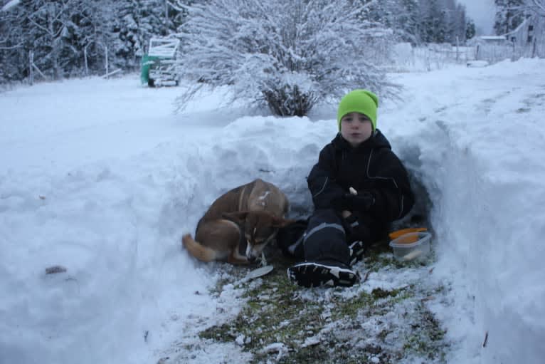 Bella, an Eastern European Village Dog tested with EmbarkVet.com