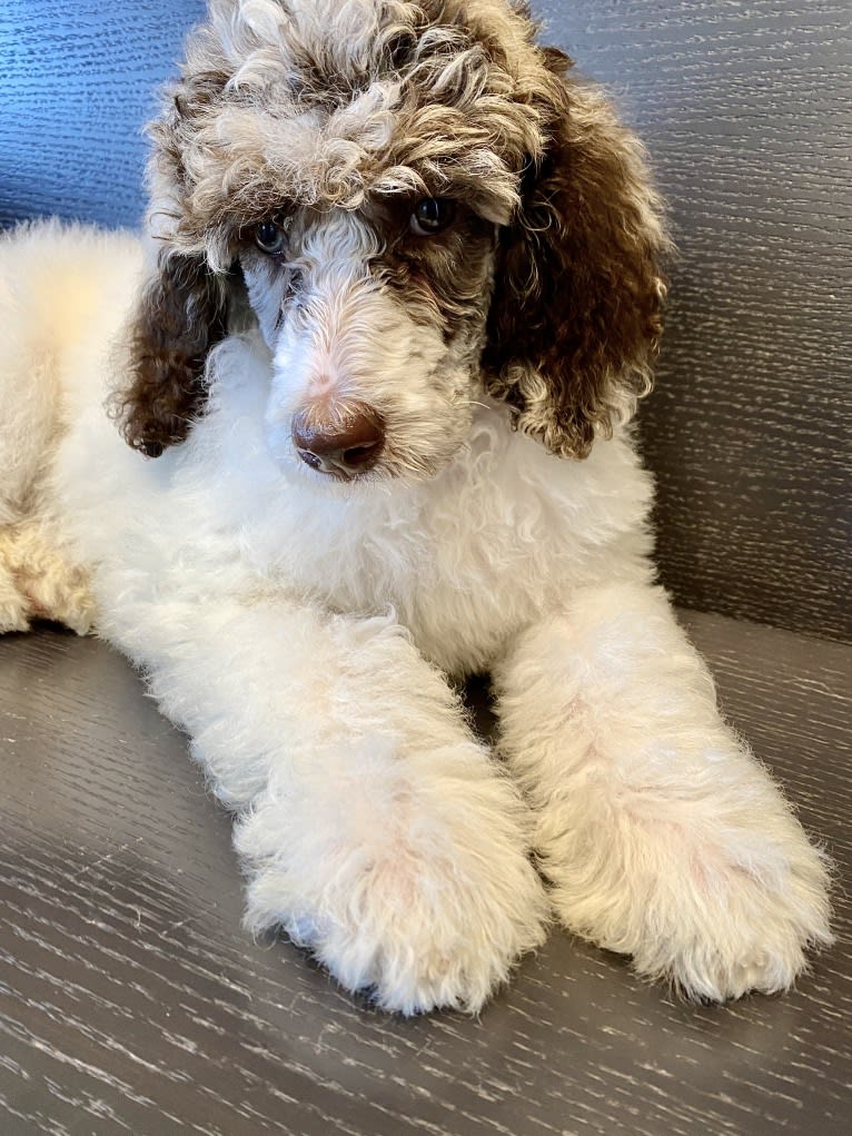 CoCo, a Poodle (Standard) tested with EmbarkVet.com