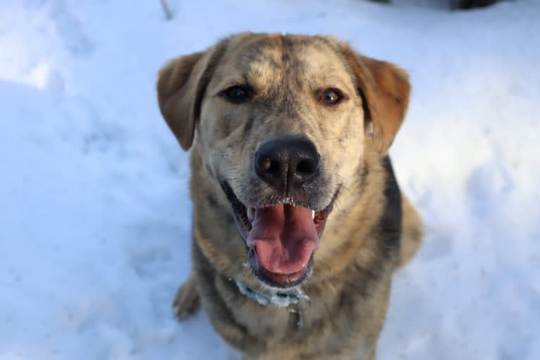 Enzo, a Labrador Retriever and German Shepherd Dog mix tested with EmbarkVet.com