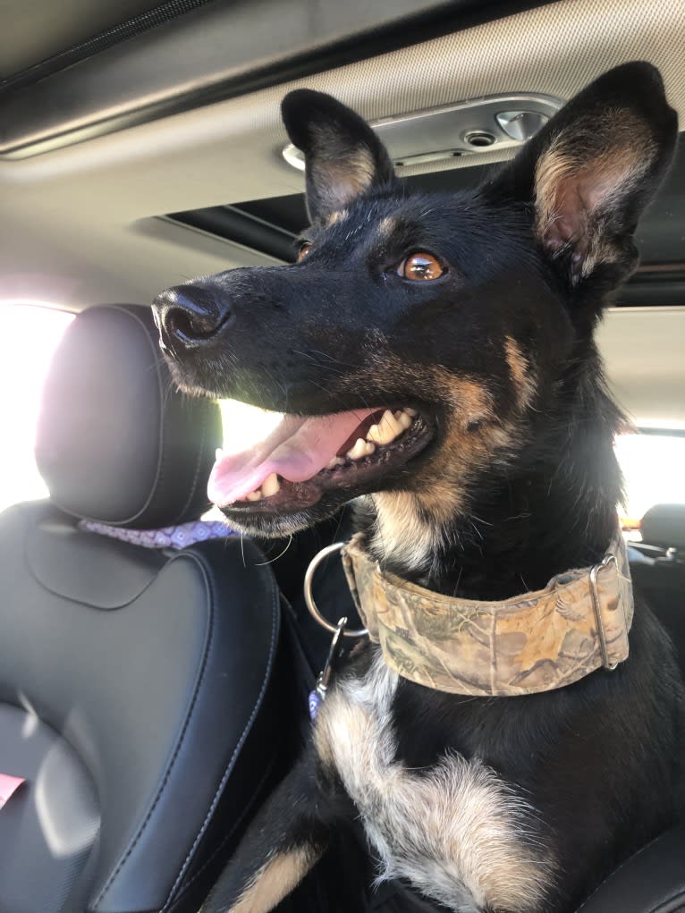 Noosa, an Australian Cattle Dog and German Shepherd Dog mix tested with EmbarkVet.com