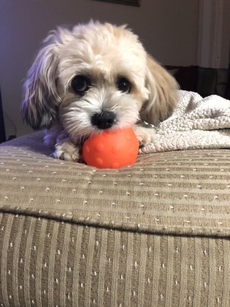 Livvy, a Shih Tzu and Chihuahua mix tested with EmbarkVet.com