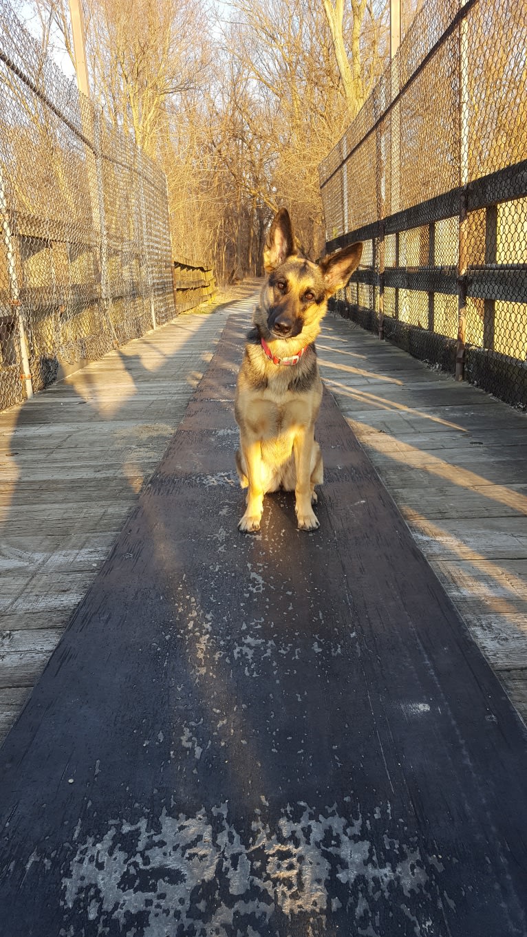 Ava Lynch, a German Shepherd Dog tested with EmbarkVet.com