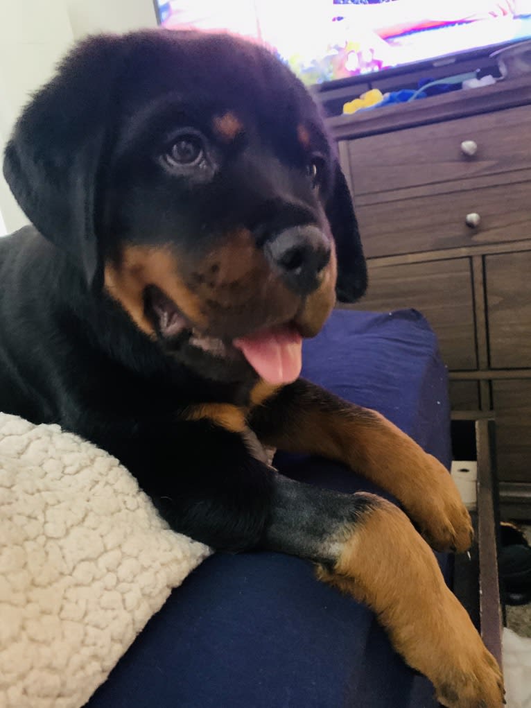 Chompy, a Rottweiler tested with EmbarkVet.com