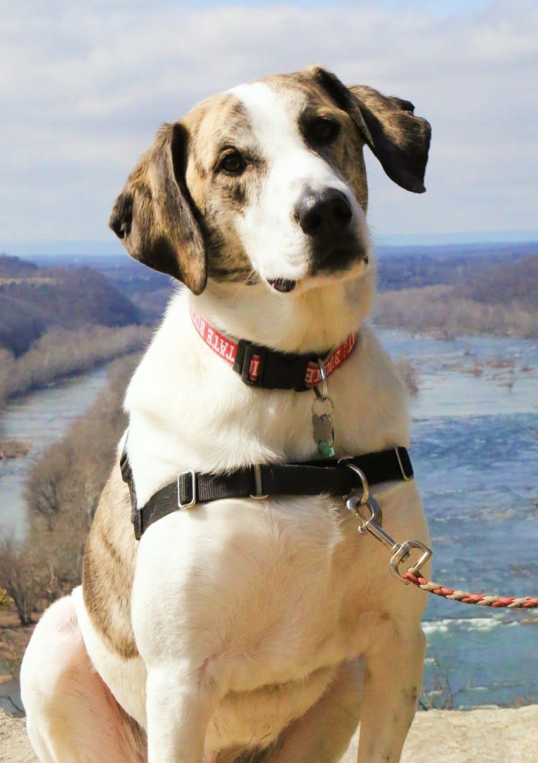 Archie, a Mountain Cur and American Foxhound mix tested with EmbarkVet.com