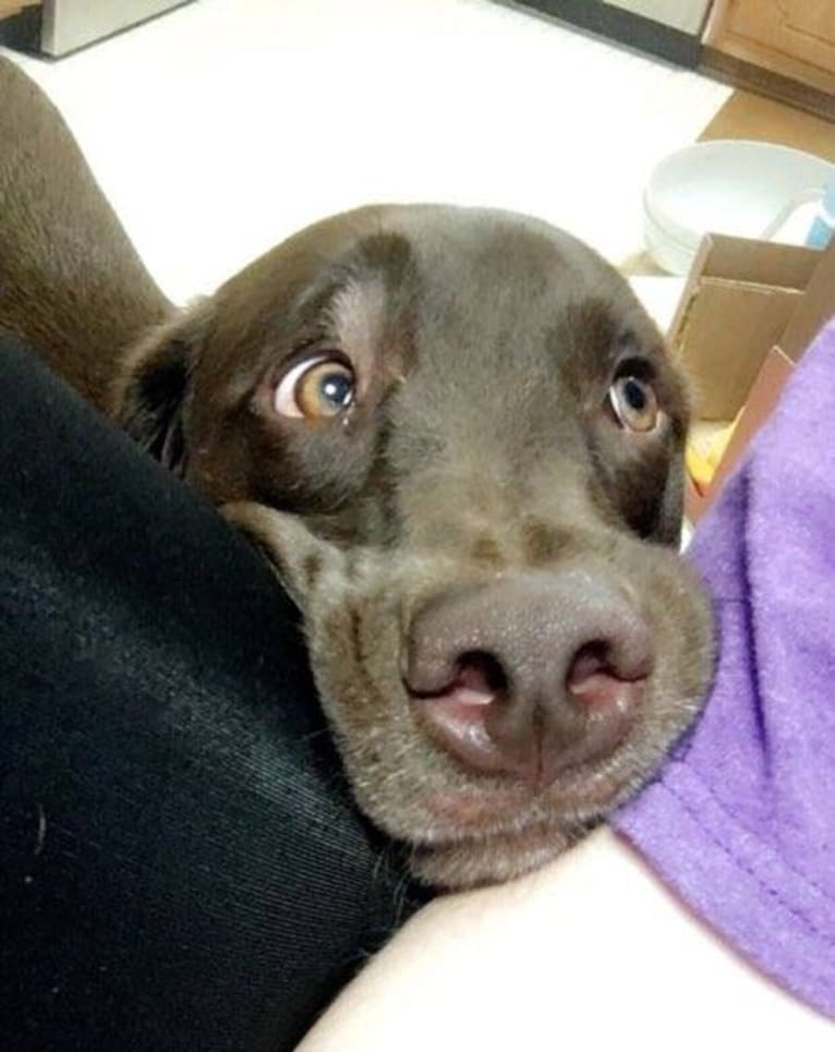 Rosco, a Labrador Retriever and Great Pyrenees mix tested with EmbarkVet.com