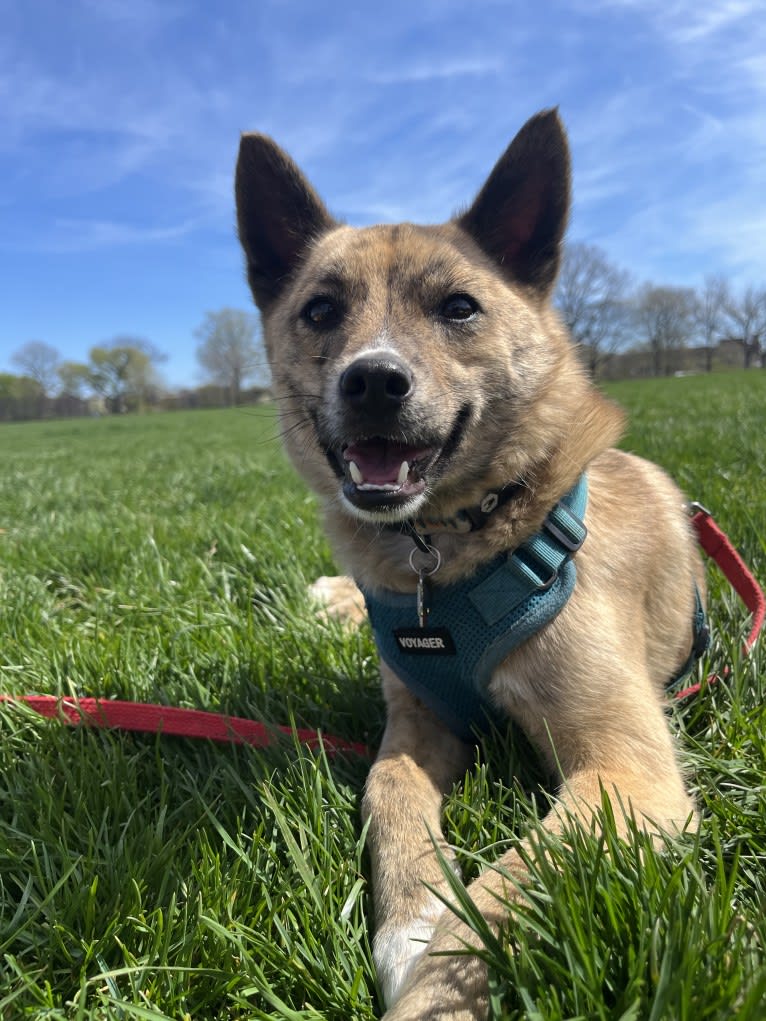 Zorro, a Japanese or Korean Village Dog tested with EmbarkVet.com