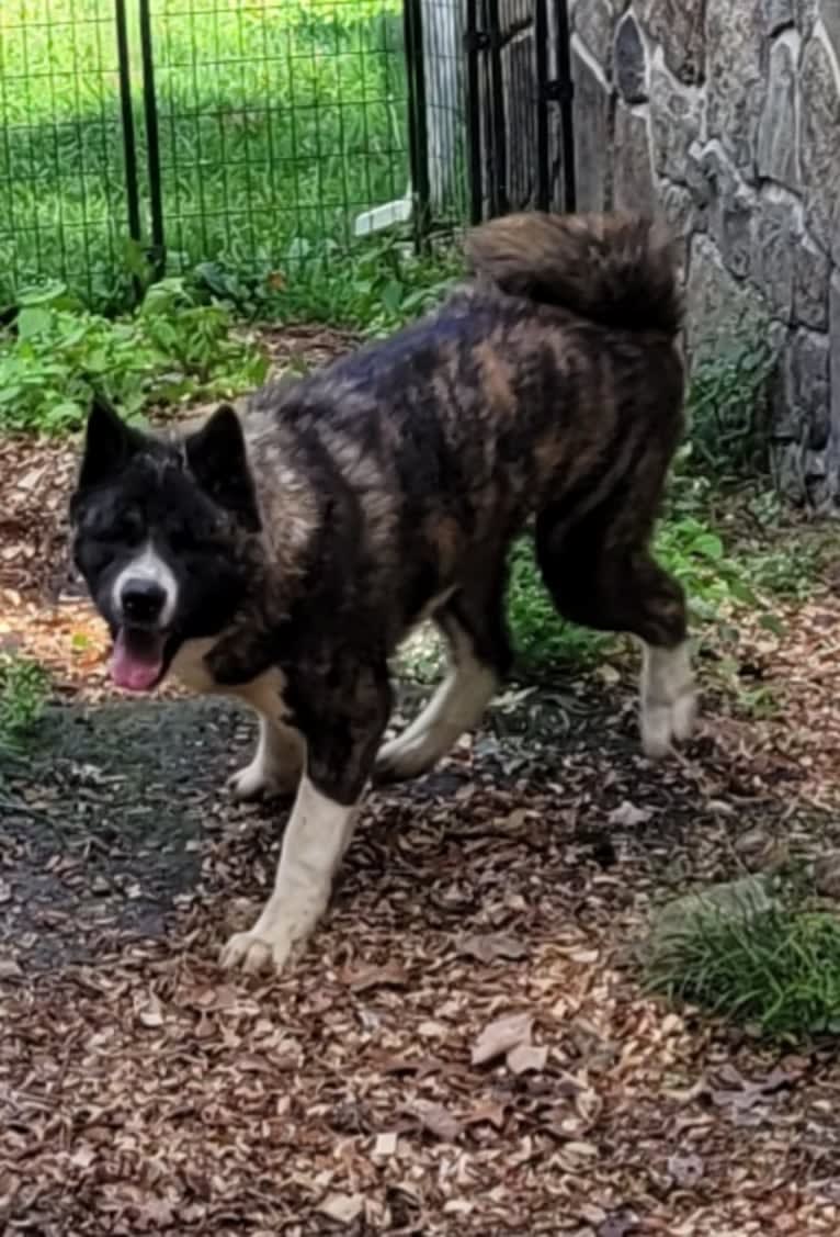 Bruno, an Akita tested with EmbarkVet.com