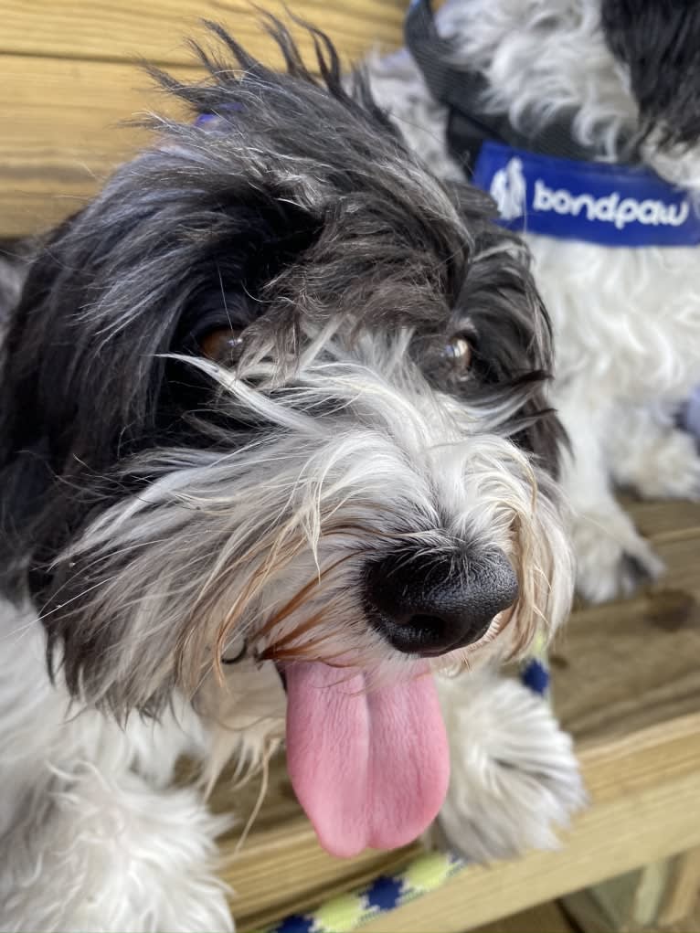 Benito, a Havanese tested with EmbarkVet.com