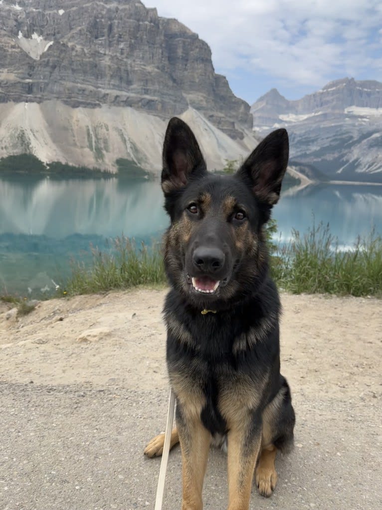 Dino, a German Shepherd Dog tested with EmbarkVet.com