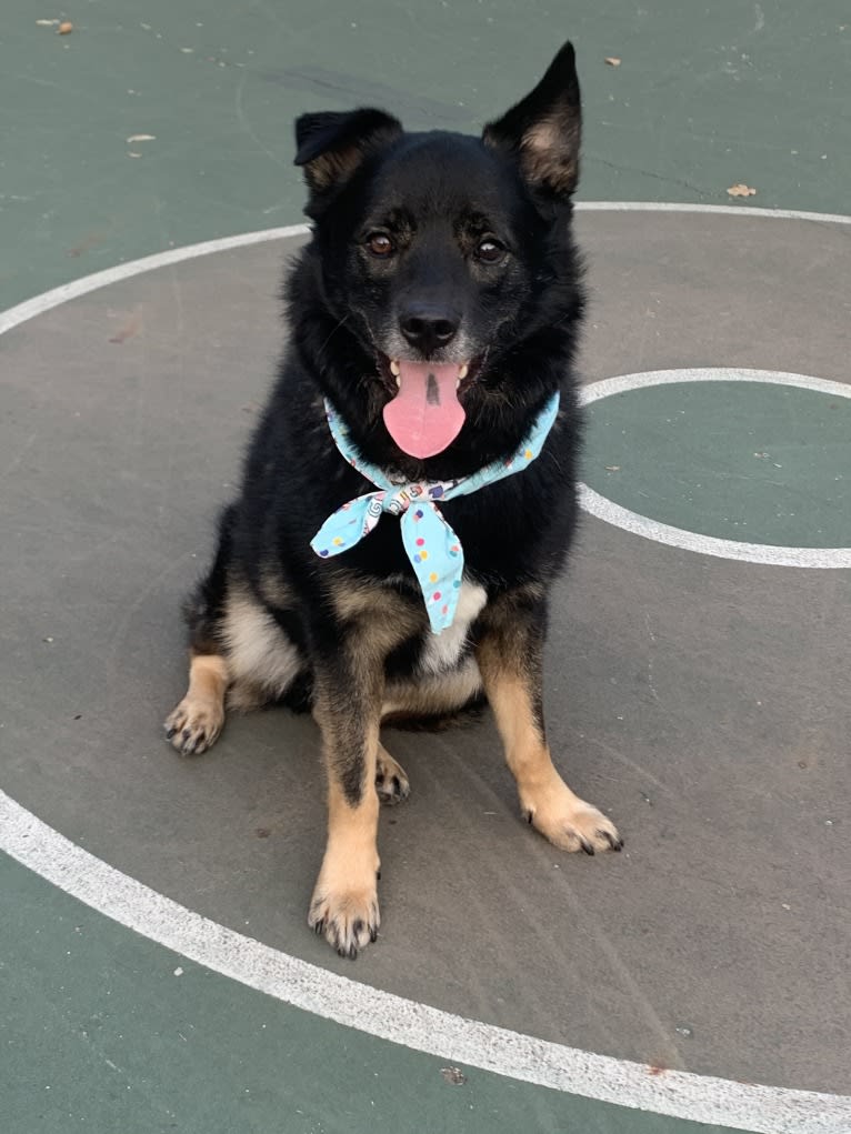 Remy, a Norwegian Elkhound and Australian Shepherd mix tested with EmbarkVet.com