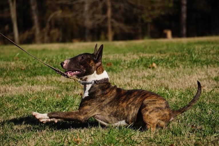 Dippy, a Bull Terrier tested with EmbarkVet.com