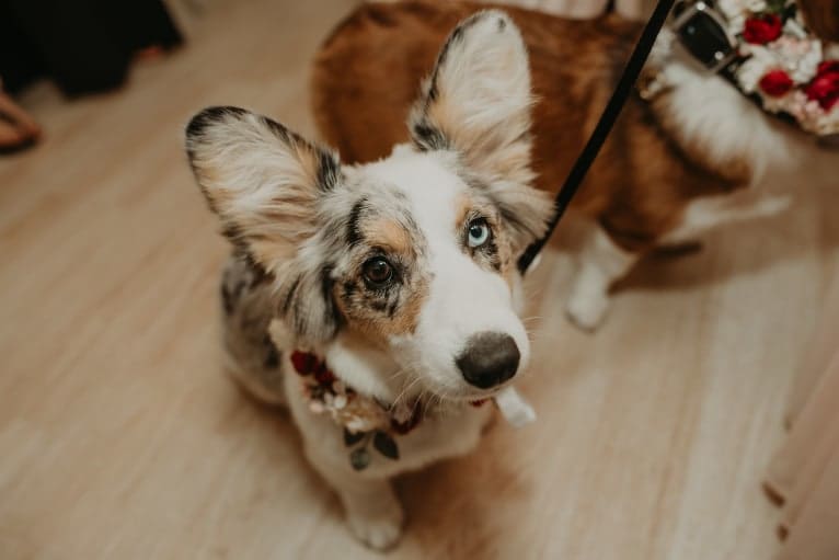 Lady Merle, a Cardigan Welsh Corgi and Pembroke Welsh Corgi mix tested with EmbarkVet.com