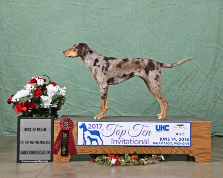 Drama, a Catahoula Leopard Dog tested with EmbarkVet.com