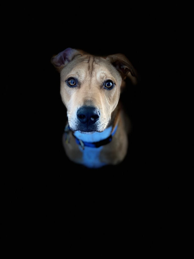 Everest, an American Pit Bull Terrier and Chow Chow mix tested with EmbarkVet.com