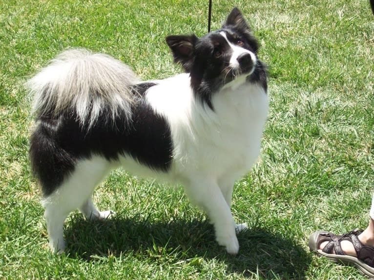 Flinx, an Icelandic Sheepdog tested with EmbarkVet.com