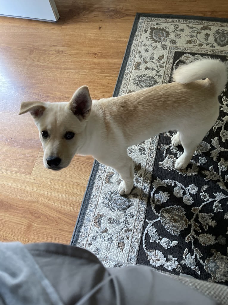 Nala, a Labrador Retriever and Chow Chow mix tested with EmbarkVet.com