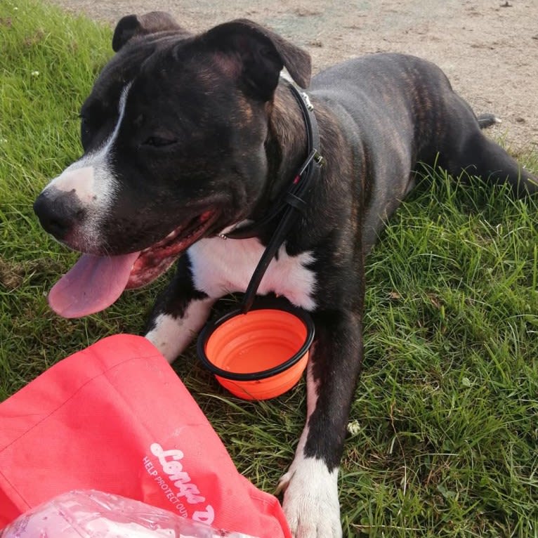 Loki, a Staffordshire Bull Terrier and American Pit Bull Terrier mix tested with EmbarkVet.com