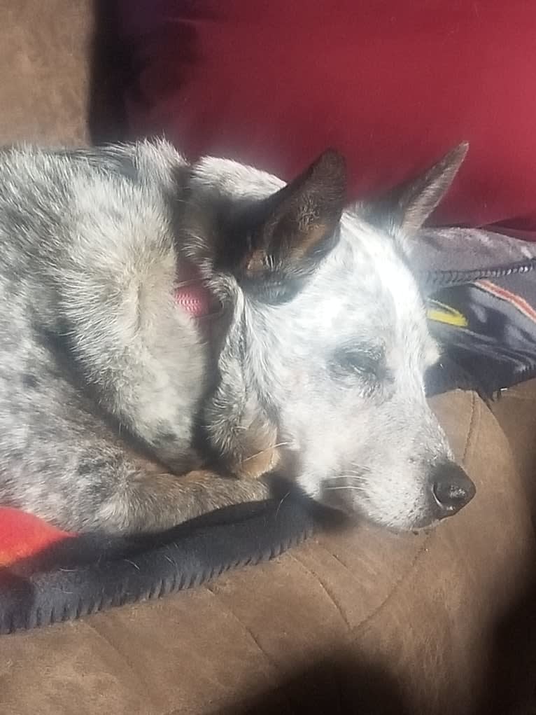 Shadoe, an Australian Cattle Dog tested with EmbarkVet.com