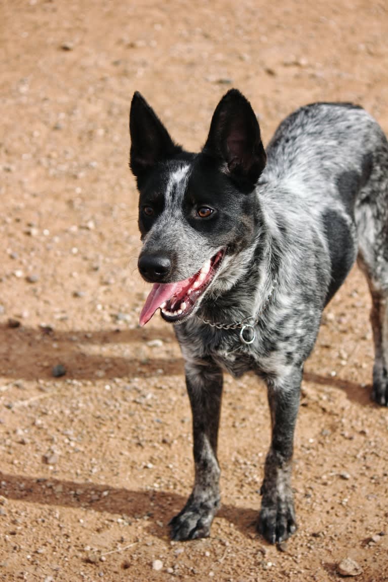 Bruce, an Australian Cattle Dog tested with EmbarkVet.com