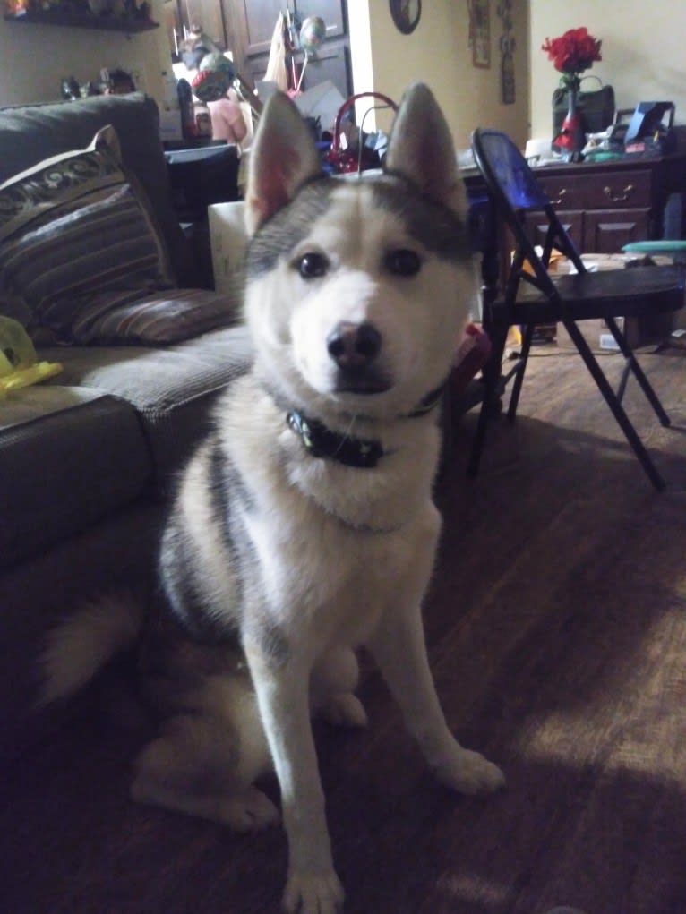 Everest, a Gerberian Shepsky tested with EmbarkVet.com
