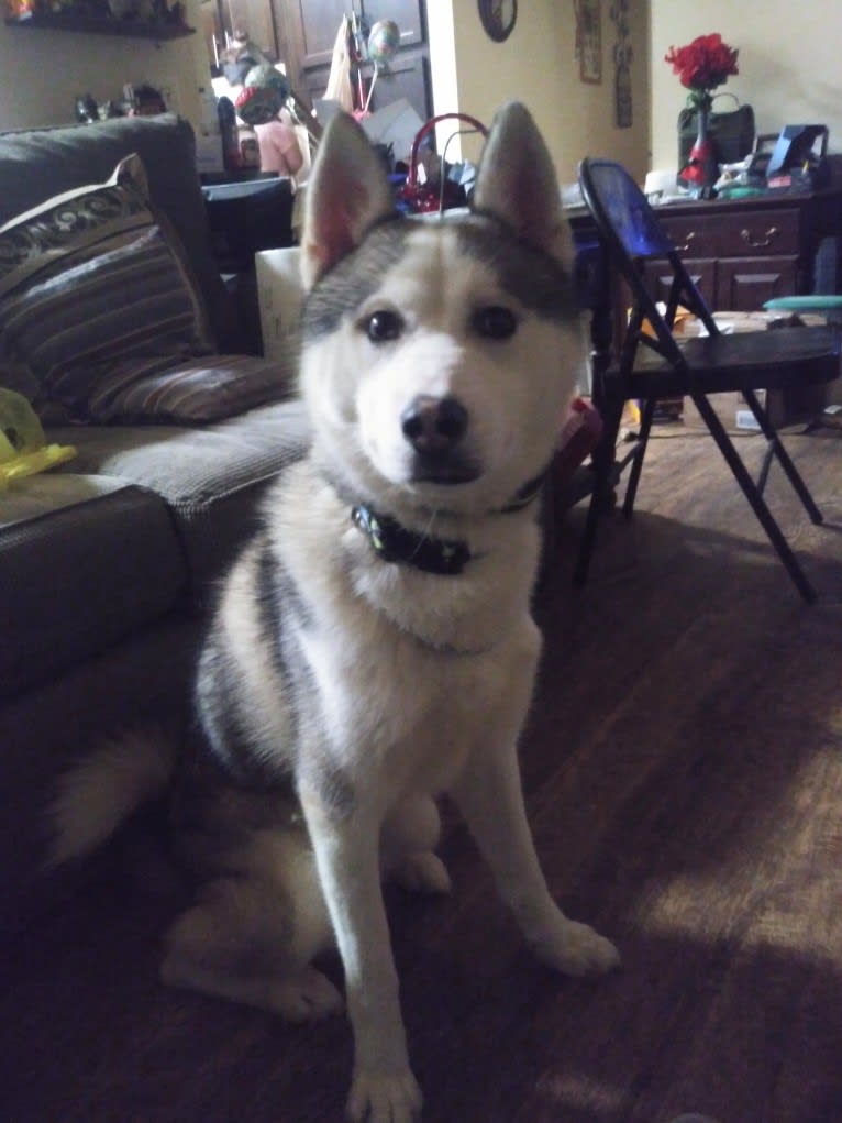 Everest, a Siberian Husky and German Shepherd Dog mix tested with EmbarkVet.com