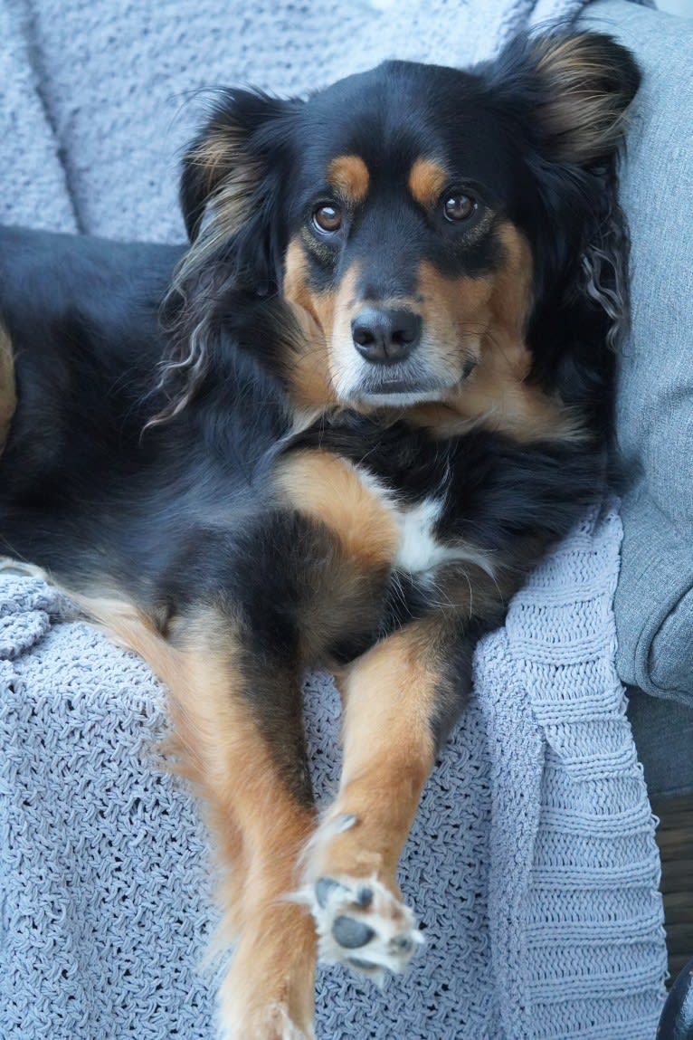 Roux, an Australian Cattle Dog and Chihuahua mix tested with EmbarkVet.com