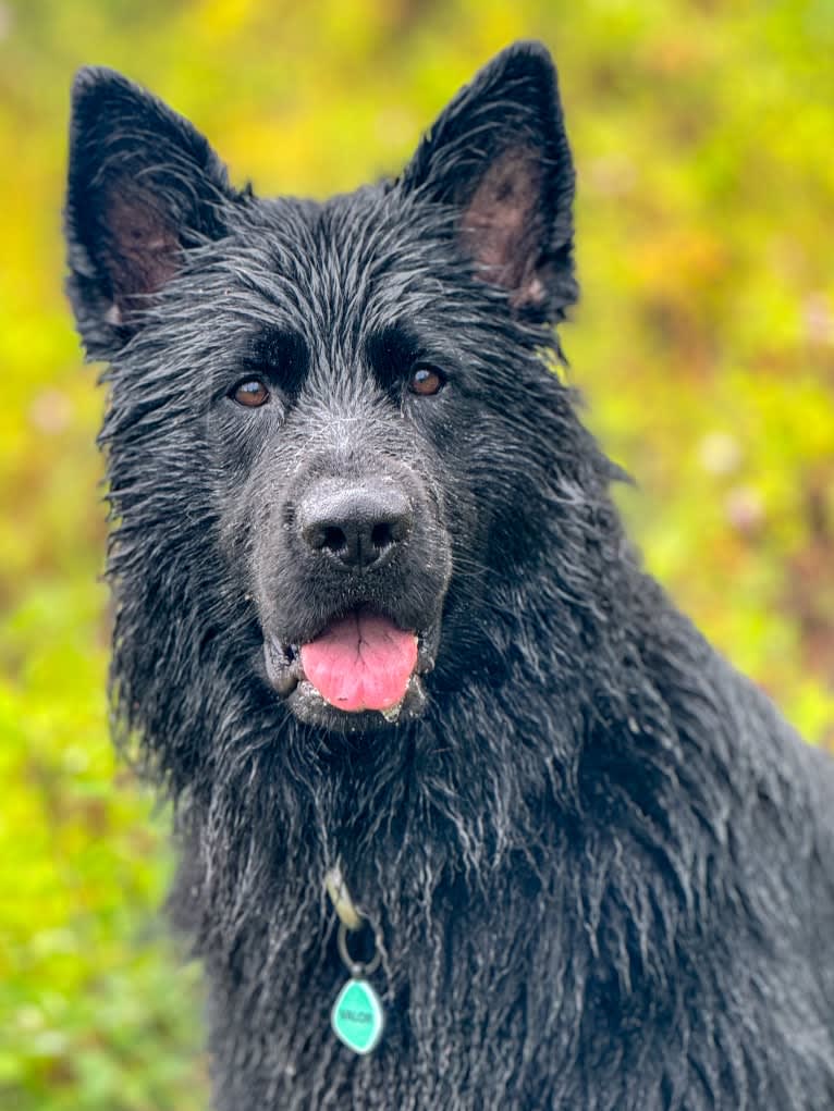 Valor Vom Hof Grebe, a German Shepherd Dog tested with EmbarkVet.com