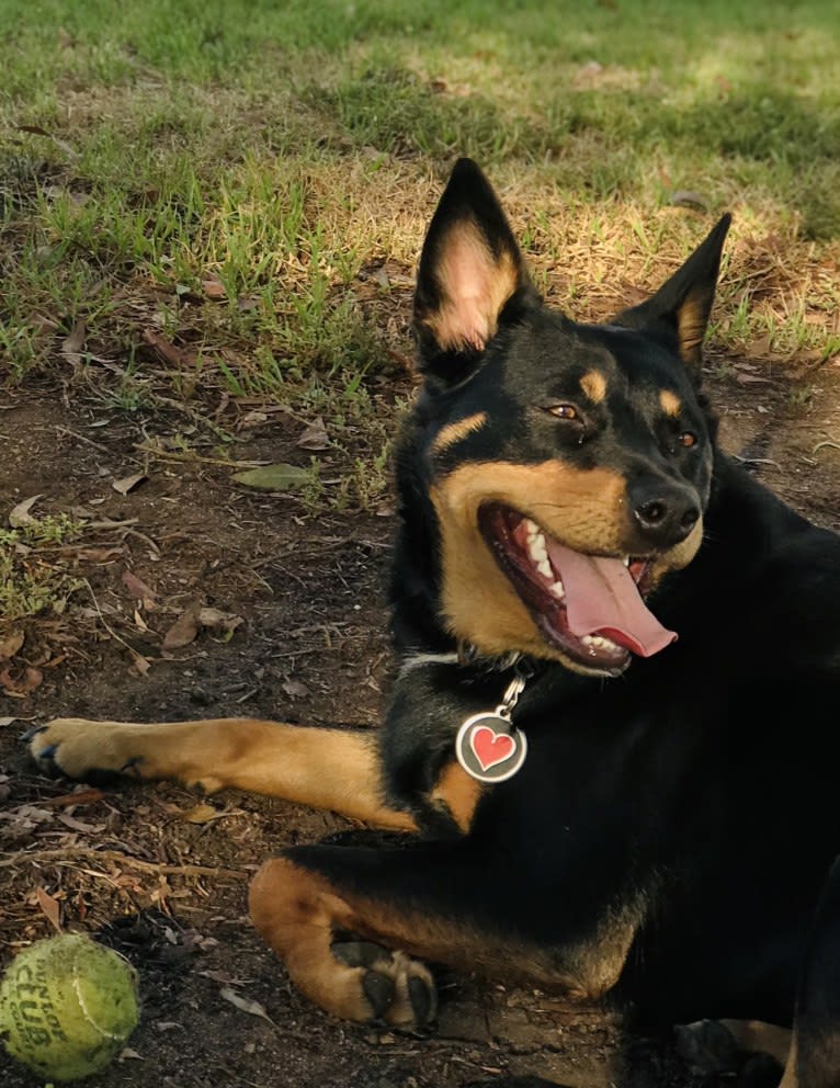 Billie Holiday, an Australian Kelpie tested with EmbarkVet.com
