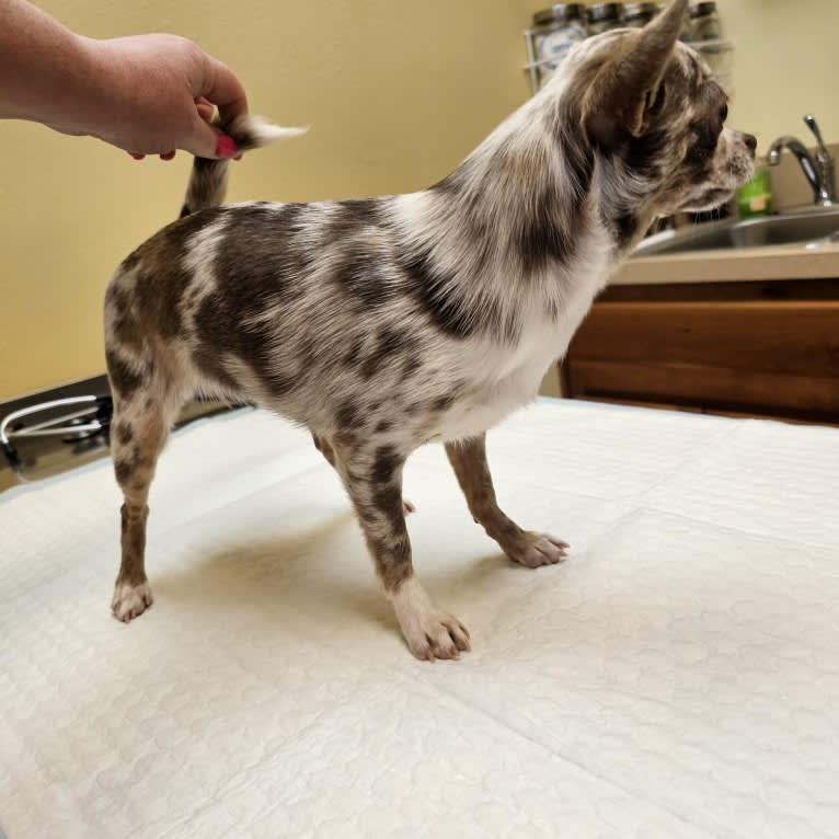 Taelor, a Chihuahua tested with EmbarkVet.com