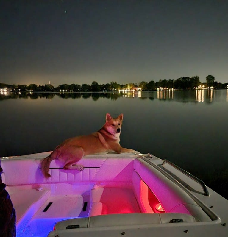 Dax, a Carolina Dog tested with EmbarkVet.com