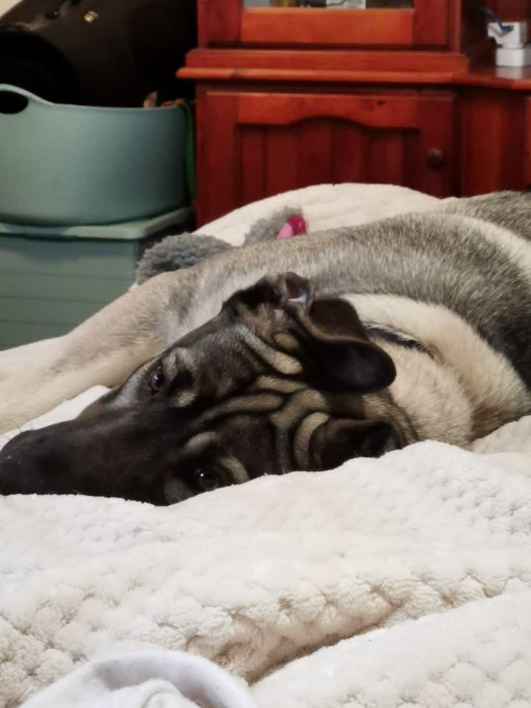 Mud, a Siberian Husky and Neapolitan Mastiff mix tested with EmbarkVet.com