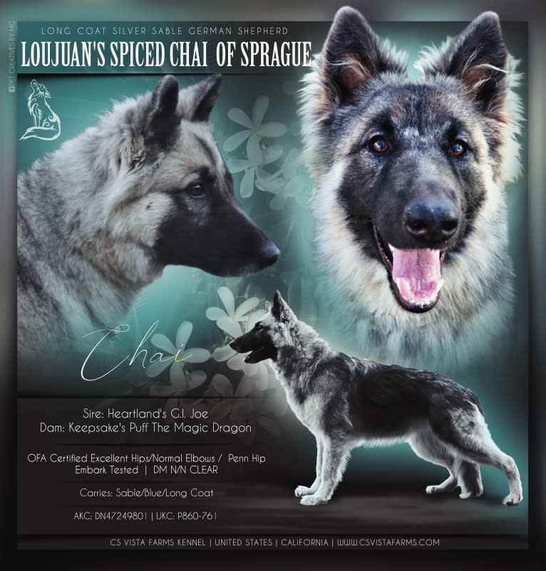 Yuno, a German Shepherd Dog tested with EmbarkVet.com