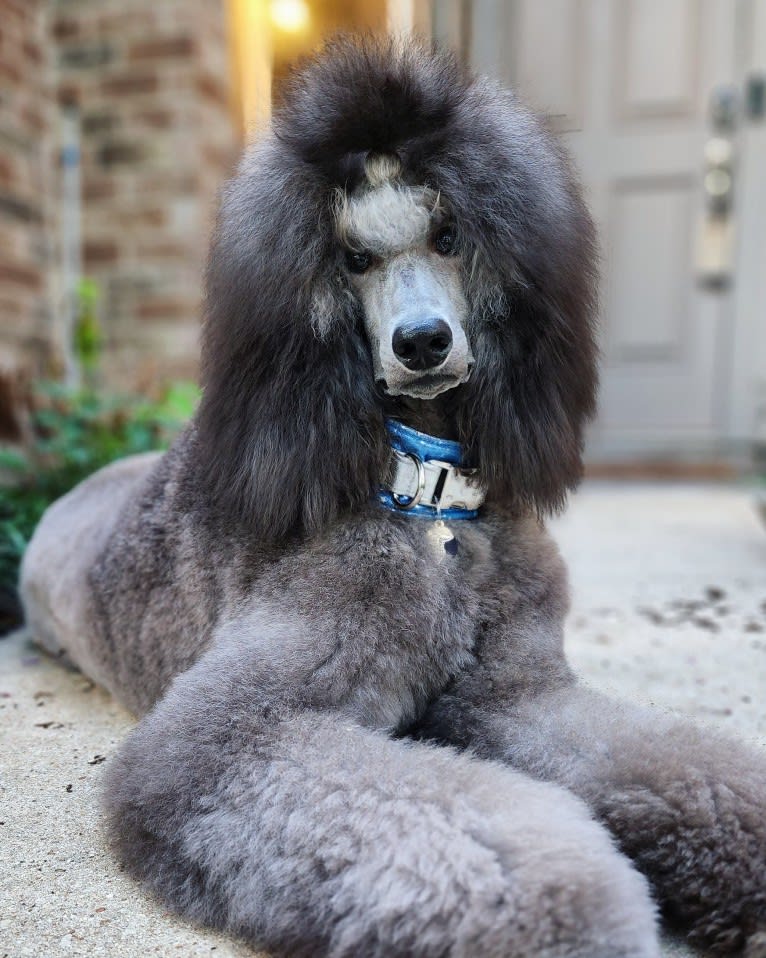 Arwen, a Poodle (Standard) tested with EmbarkVet.com