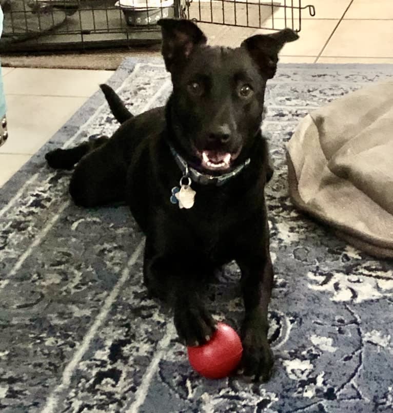 Bear, an Australian Cattle Dog and Australian Shepherd mix tested with EmbarkVet.com