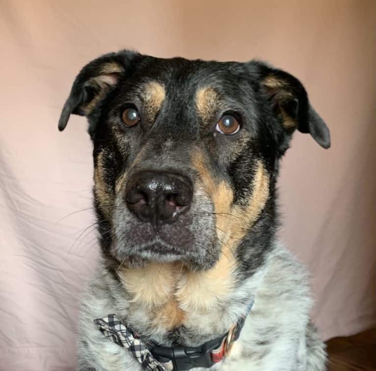 Aspen, an Australian Cattle Dog and Chow Chow mix tested with EmbarkVet.com