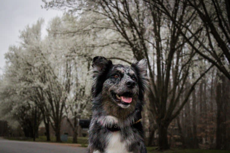 Dakota, an Australian Shepherd tested with EmbarkVet.com