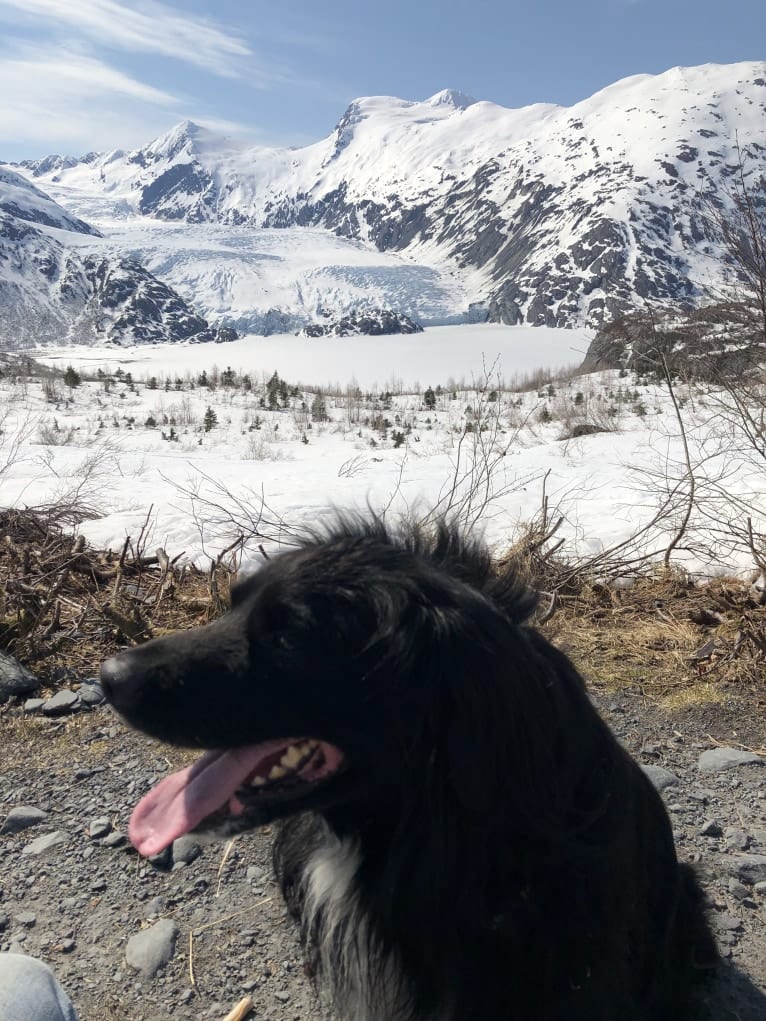 Beauregard, a Cocker Spaniel and Mountain Cur mix tested with EmbarkVet.com