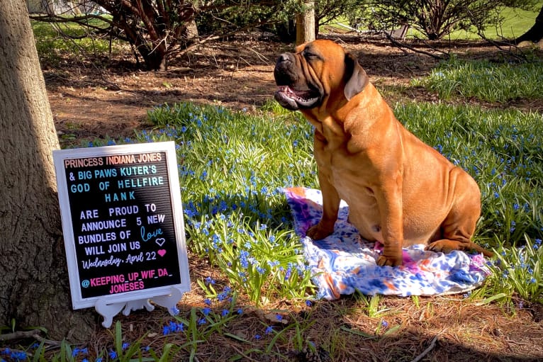 Indiana Jones, a Bullmastiff tested with EmbarkVet.com