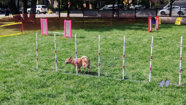 Joliet, an Australian Cattle Dog tested with EmbarkVet.com