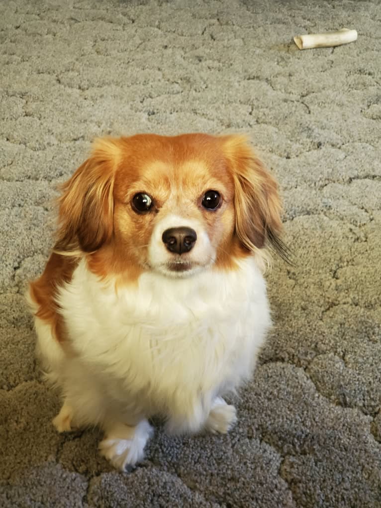 Japanese chin cheap dachshund mix