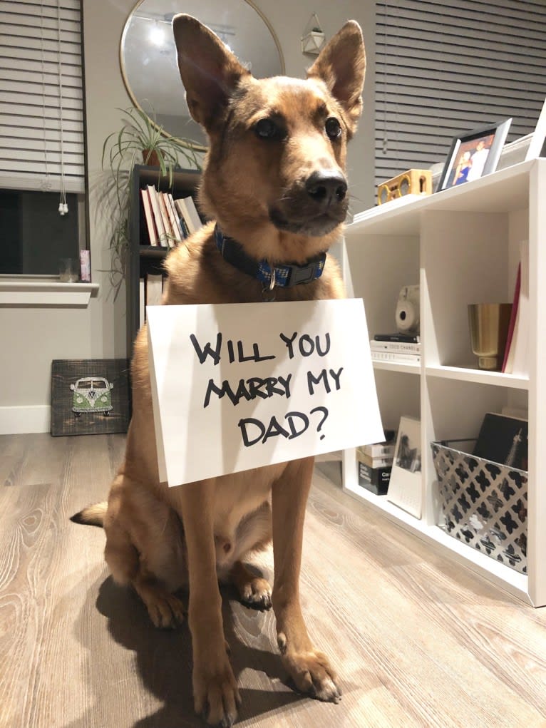 Oakley, a German Shepherd Dog and Chinese Shar-Pei mix tested with EmbarkVet.com